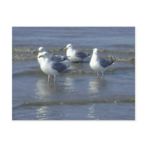 Seagull Heaven postcards