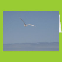 Seagull in Flight Card cards
