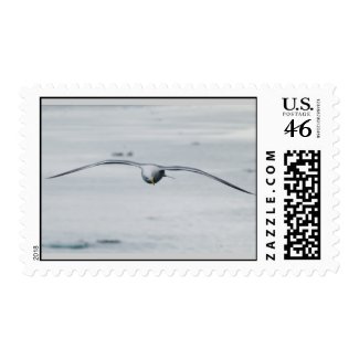Seagull in Flight Postage