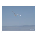 Seagull in Flight Poster print