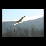 Seagull In Flight Posters