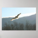 Seagull In Flight Posters