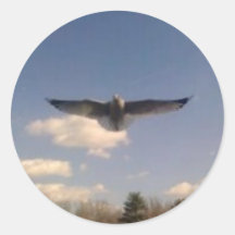 seagull in flight sticker