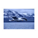 Seagull In Flight Wildlife Art Poster posters by art_prints_posters Seagull In Flight Wildlife Art Poster posters