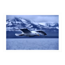 Seagull In Flight Wildlife Art Poster posters