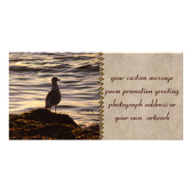 Seagull In Sunlight Photo Cards
