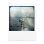 Seagull in Winter Postcards
