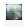 Seagull in Winter Postcards