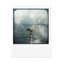Seagull in Winter postcards by FelicitasArt Seagull in Winter postcards