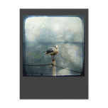 Seagull in Winter Postcard