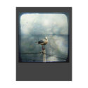 Seagull in Winter postcards