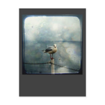 Seagull in Winter postcards by FelicitasArt Seagull in Winter postcards