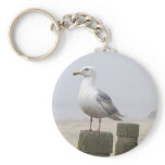 seagull, gull, bird, ocean, sea, coast, oregon,