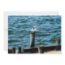 Seagull Landing Announcements