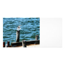 Seagull Landing Custom Photo Card