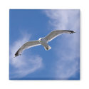 Seagull magnets