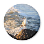 Seagull magnets