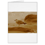 Seagull Ocean Products Cards