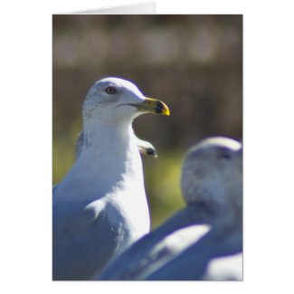 Seagull on a Rail Card