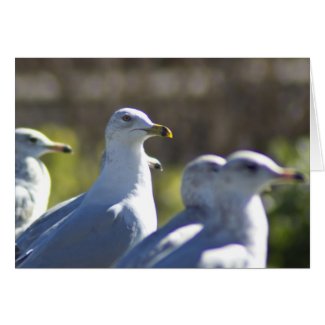 Seagull on a Rail Greeting Cards