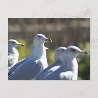 Seagull on a Rail Postcards