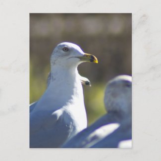 Seagull on a Rail Postcards