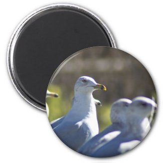 Seagull on a Rail Refrigerator Magnets