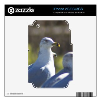 Seagull on a Rail Skins For The Iphone 3g