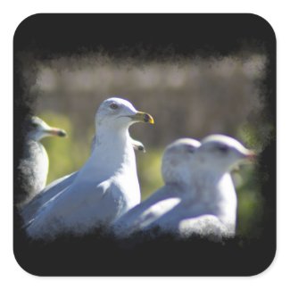 Seagull on a Rail Square Stickers