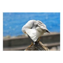 Seagull on a rock photo art