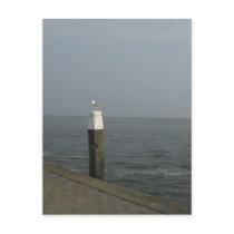 Seagull on a Wooden Pole at Sea Photo Postcard by hollandshop Seagull on a Wooden Pole at Sea Photo Postcard