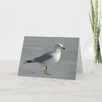 Seagull on Ice card