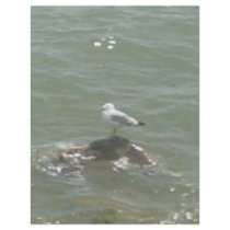Seagull on rock flyers