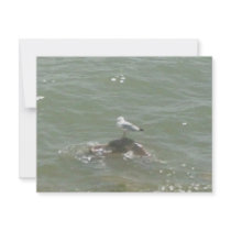 Seagull on rock invitations