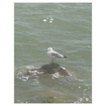 Seagull on rock letterhead