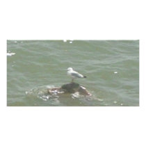 Seagull on rock photo cards