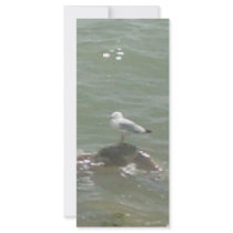 Seagull on rock rack cards