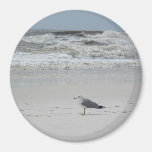 Seagull on the Beach Refrigerator Magnets