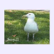 Seagull on the Grass postcards