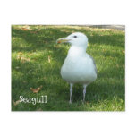 Seagull on the Grass Post Cards