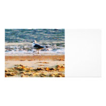 Seagull on Virginia Beach at Dawn Personalized Photo Card