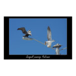 Seagull passing Pelicans