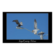 Seagull passing Pelicans posters
