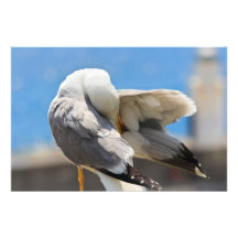 Seagull Photographic Print
