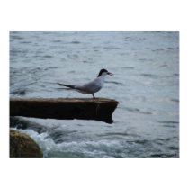 Seagull photography poster posters