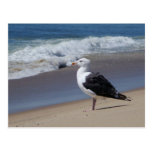 Seagull Post Card