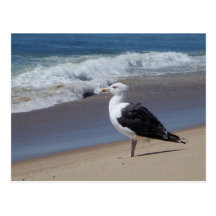 Seagull Post Card