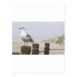 Seagull Post Card