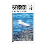 Seagull Postage Stamps