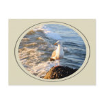 Seagull Postcard